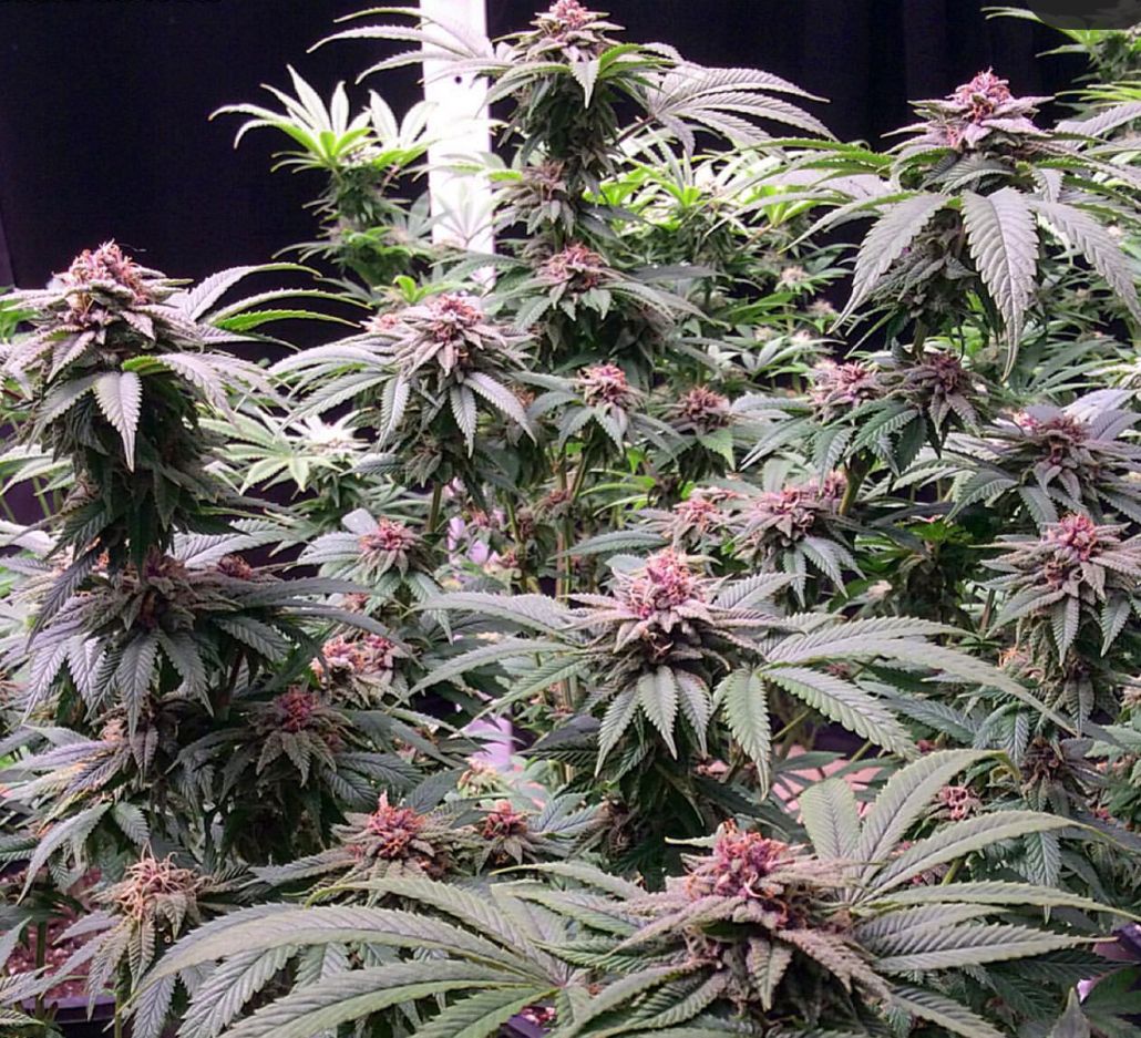 Rubber Necker - 12 Feminized Seeds - Annunaki Genetics