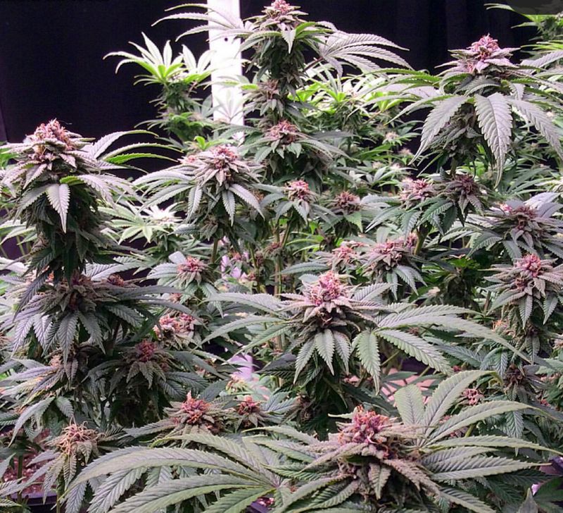 Rubber Necker - 12 Feminized Seeds - Annunaki Genetics