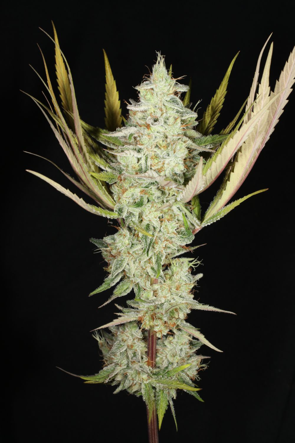 Yellow Irene - 7 Feminized Seeds - Mass Medical Strains