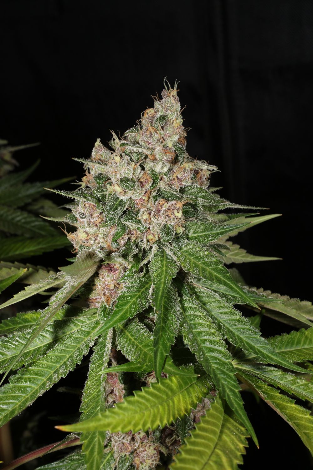 Chem Pupil V2 - 7 Feminized Seeds - Mass Medical Strains