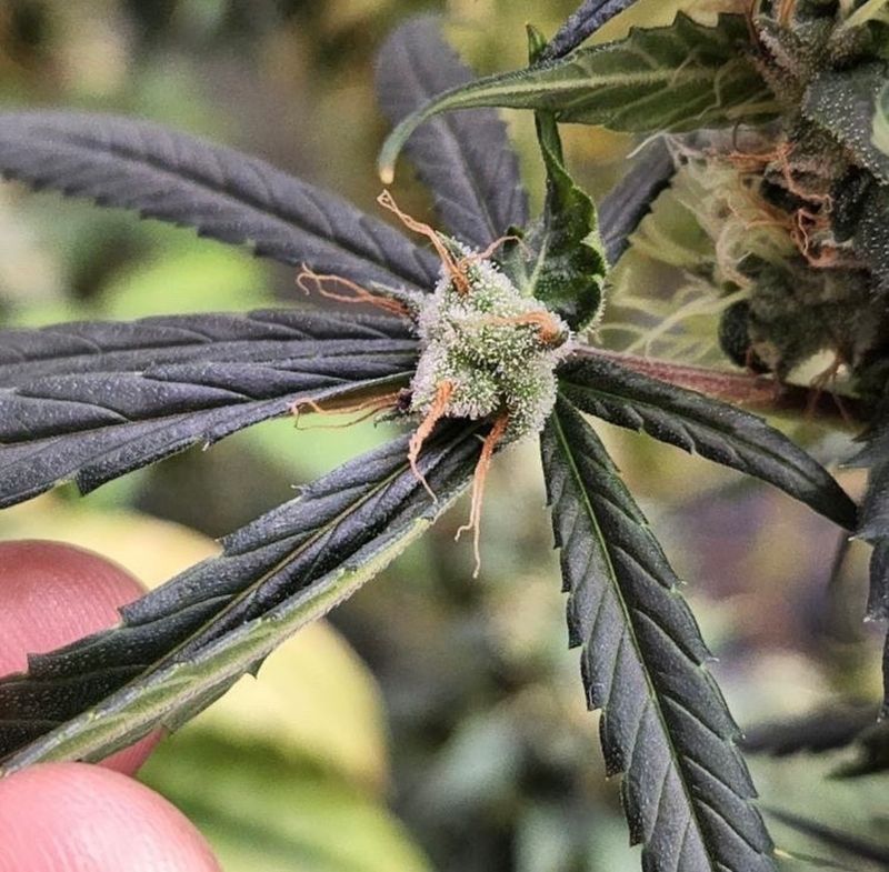 Uptown Purps - 10 Feminized Seeds - Piff Coast Farms