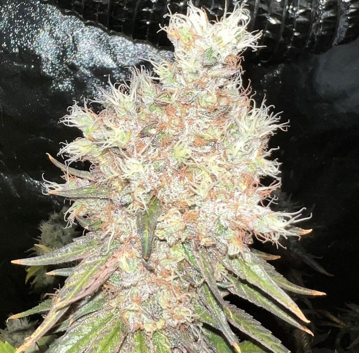 Blackline Dreams - 10 Feminized Seeds - Piff Coast Farms