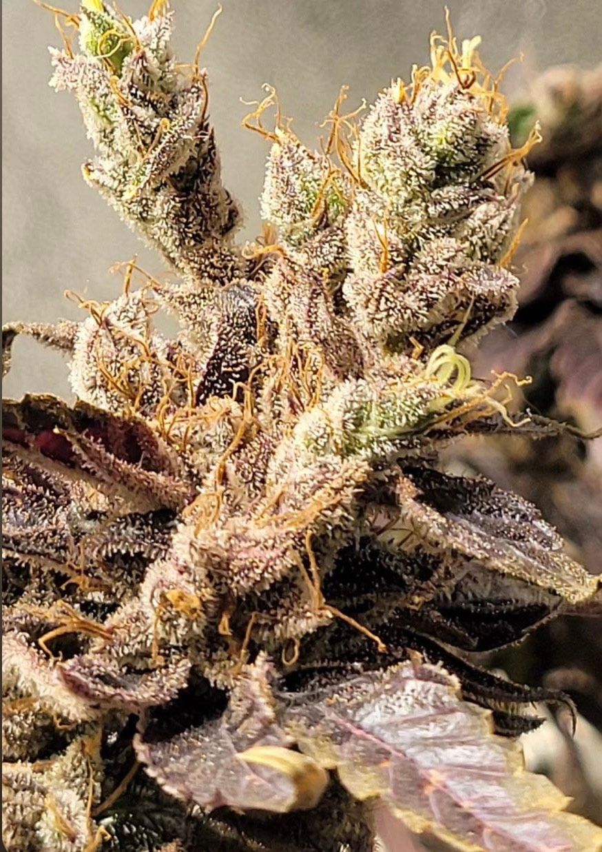 Harlem River Haze - 10 Feminized Seeds - Piff Coast Farms