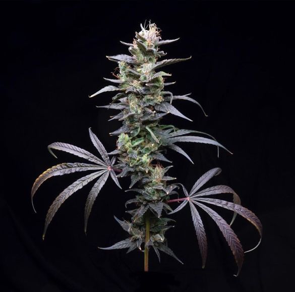 Midnight Mass (Cuban Black Haze Bx1) - 10 Feminized Seeds - Piff Coast Farms
