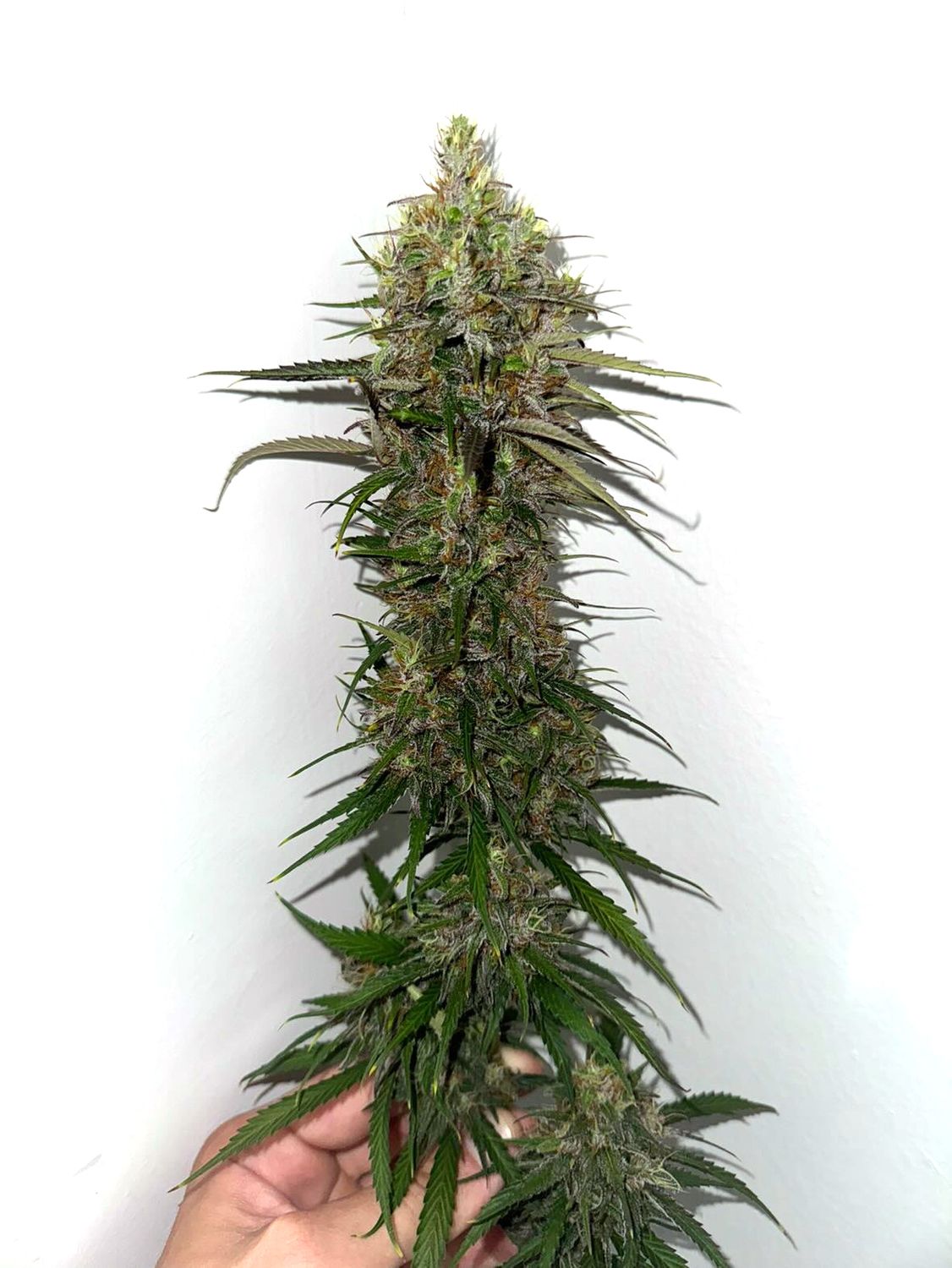 Platinum Spoon - 13 Regular Seeds - Mass Medical Strains