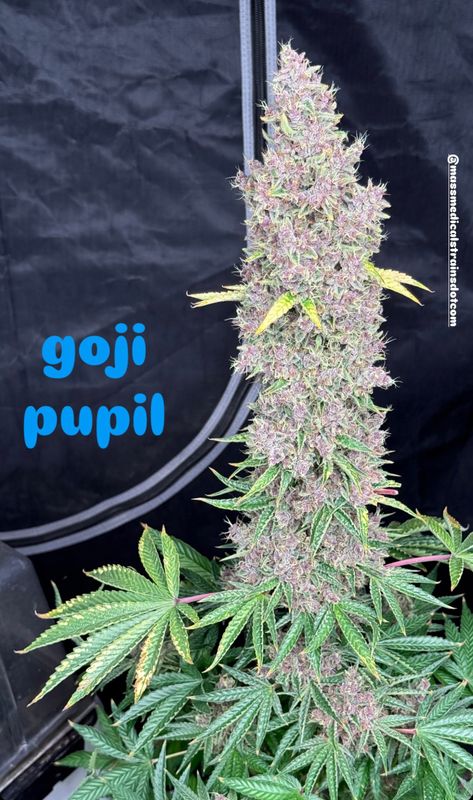 Goji Pupil - 7 Feminized Seeds - Mass Medical Strains