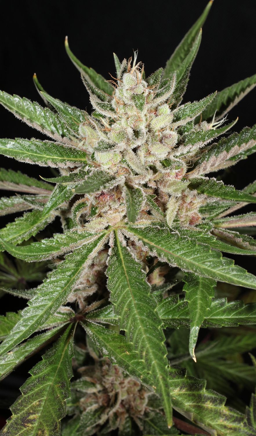Lemon Pupil - 7 Feminized Seeds - Mass Medical Strains