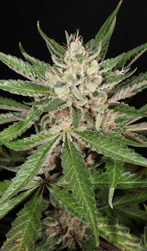 Lemon Pupil - 7 Feminized Seeds - Mass Medical Strains