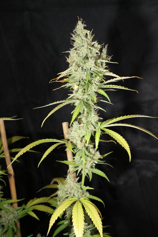 Heritage Haze F2 - 13 Regular Seeds - Mass Medical Strains
