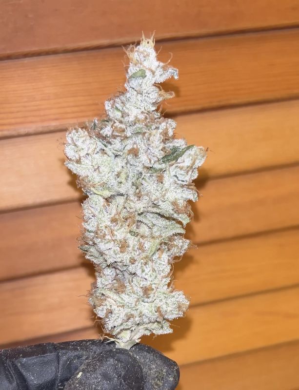 Hindu Pupil - 7 Feminized Seeds - Mass Medical Strains