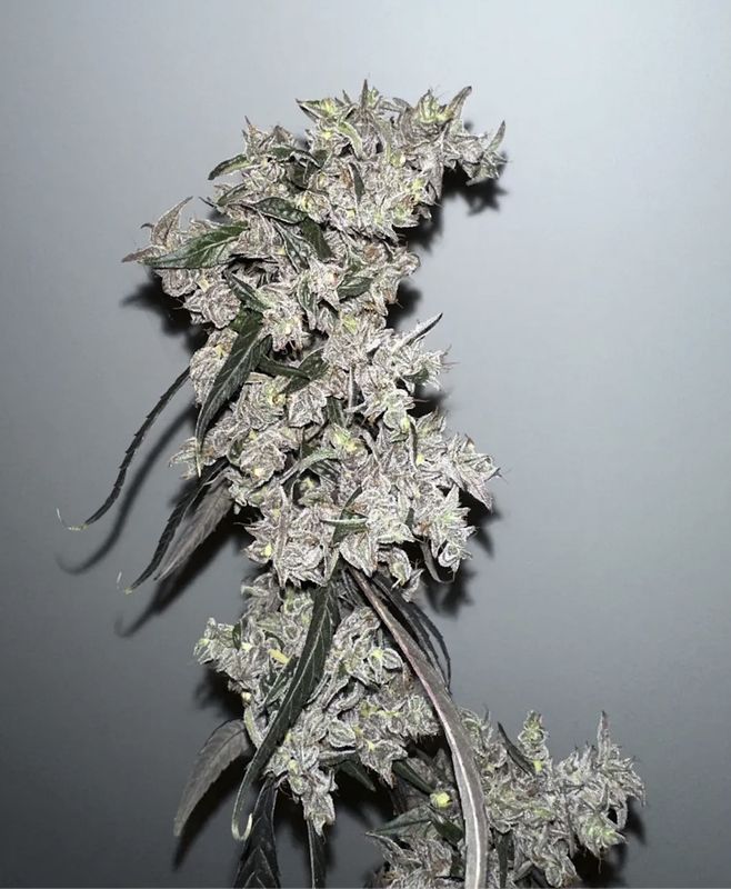 Watermelon Hashplant - 13 Regular Seeds - Mass Medical Strains