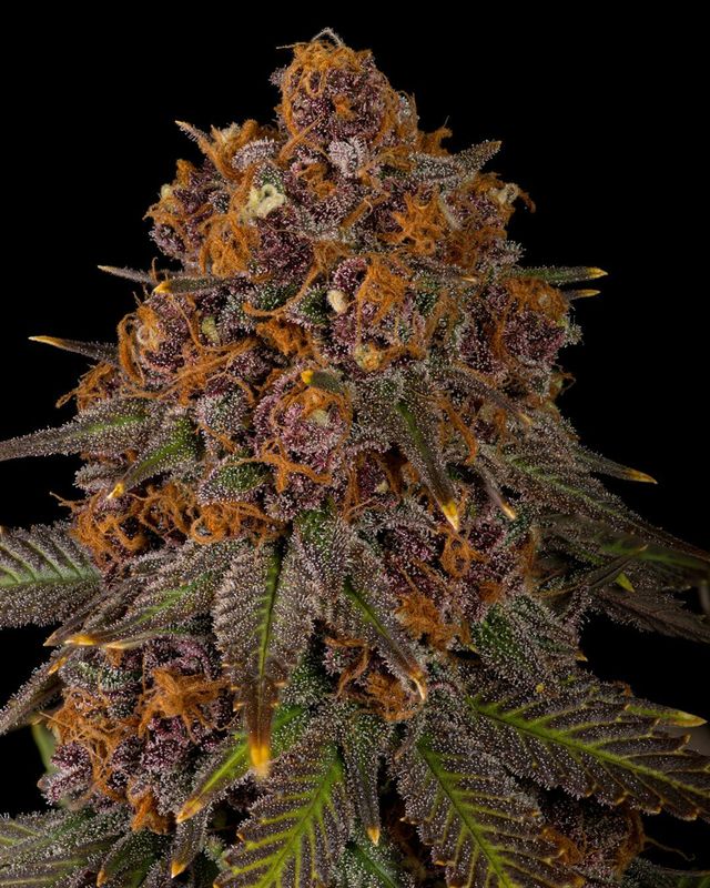 Mr. E Pupil - 7 Feminized Seeds - Mass Medical Strains