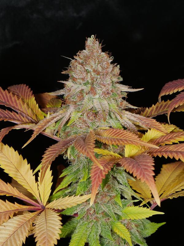 Peaceful Child (Green Bodhi Collaboration) 13 Regular Seeds - Mass Medical Strains
