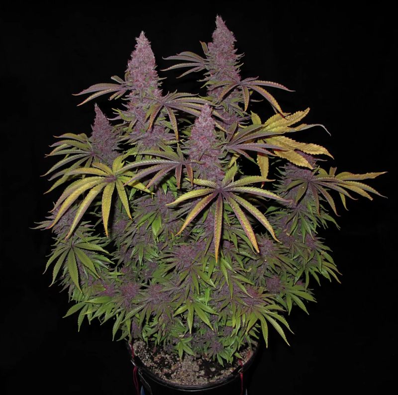 Grape Pupil V2 - 7 Feminized Seeds - Mass Medical Strains