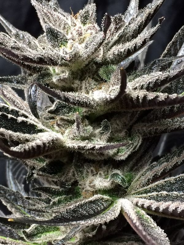 Blue Afghani - 12 Regular Seeds - Jordan of the Islands
