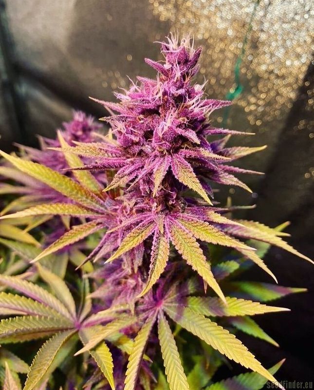 PuTang S1 - 7 Feminized Seeds - Mass Medical Strains