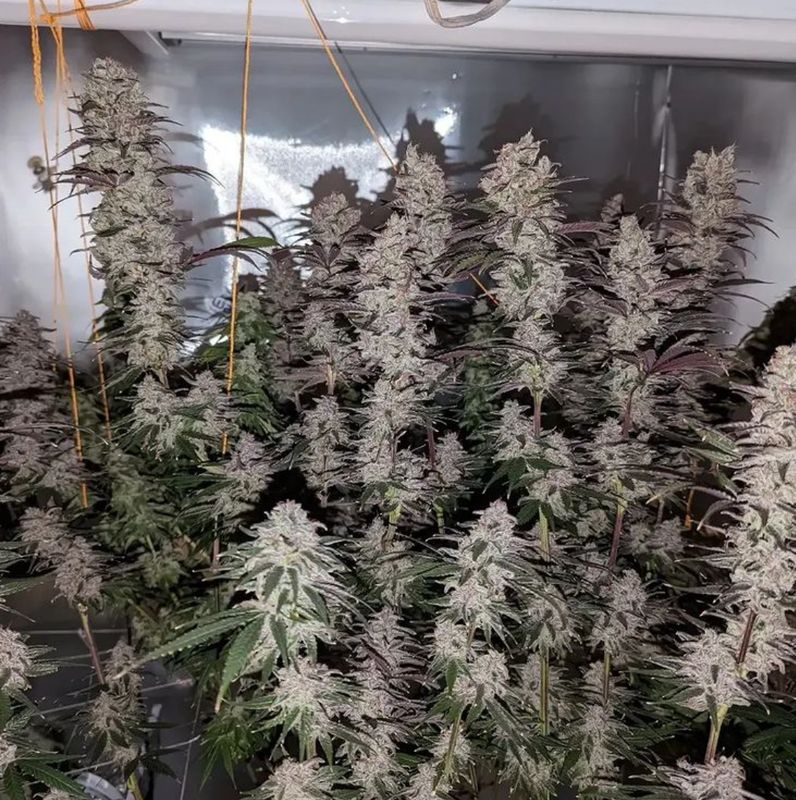 Platinum Swabi Punch - 7 Feminized Seeds - Mass Medical Strains