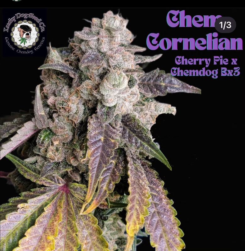 Chem Cornelian - 13 Regular Seeds - Lucky Dog Seed Co