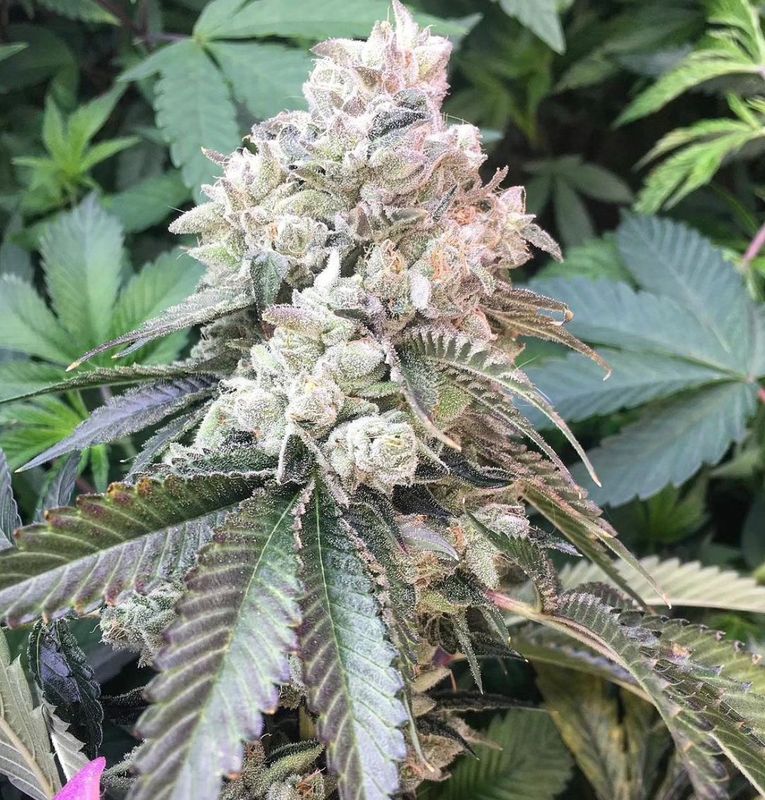 Chewie - *Limited* - 13 Regular Seeds - Lucky Dog Seed Co