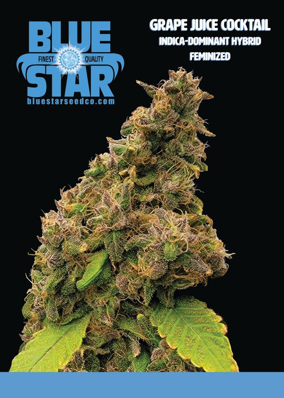 Grape Juice Cocktail - 6 Feminized Seeds - DJ Short/Blue Star Seed Co + 4 Freebie Fem Lemon Ladies
