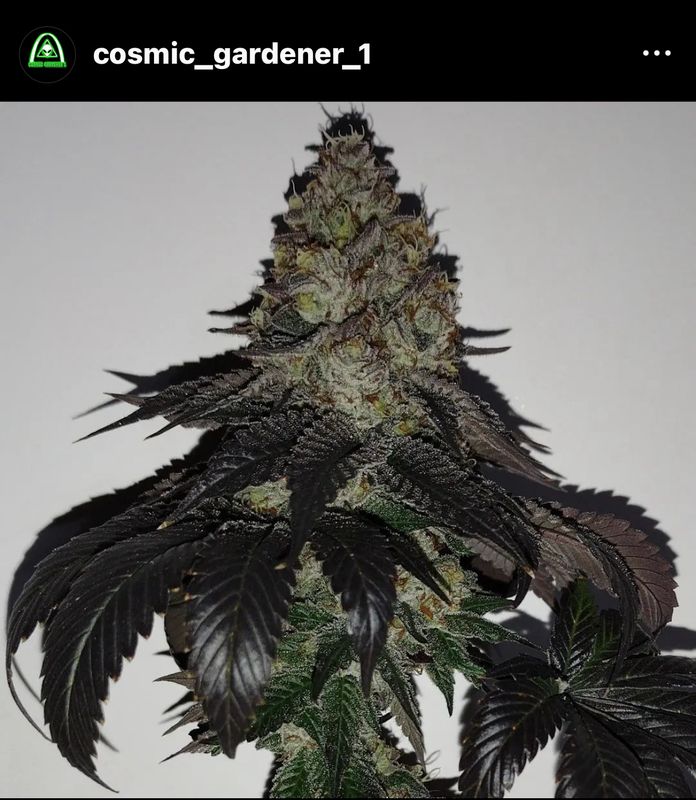 GMO x Obama Kush - 8 Fem Seeds - Founding Father&#39;s Genetics - *Personal Vault Item*