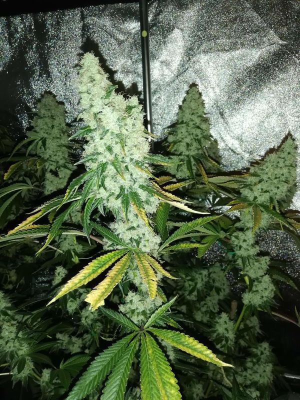 Double Krush - 13 Regular Seeds - Lucky Dog Seed Co