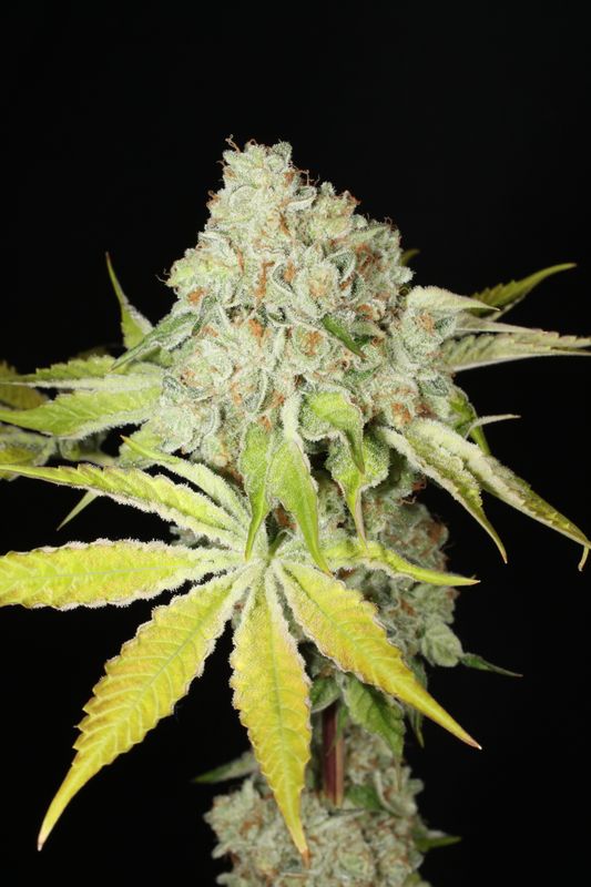 Hindu Triangle - 5 Feminized Seeds - Cosmic Wisdom