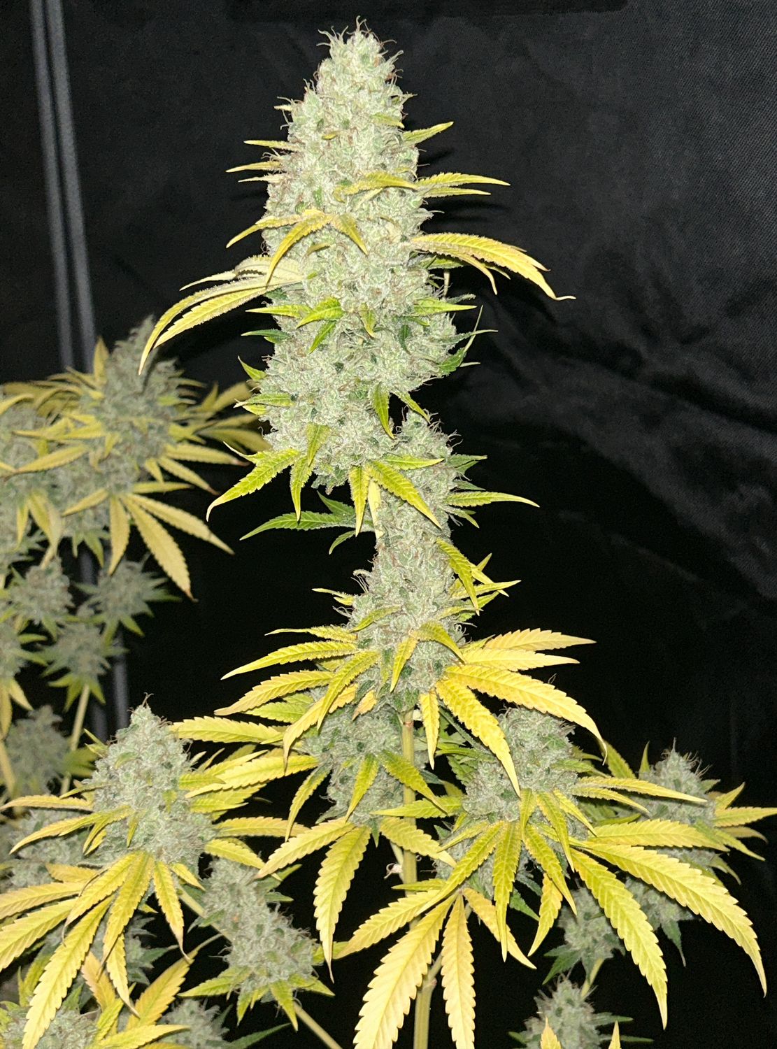 Sour Kernel - 7 Feminized Seeds - Mass Medical Strains