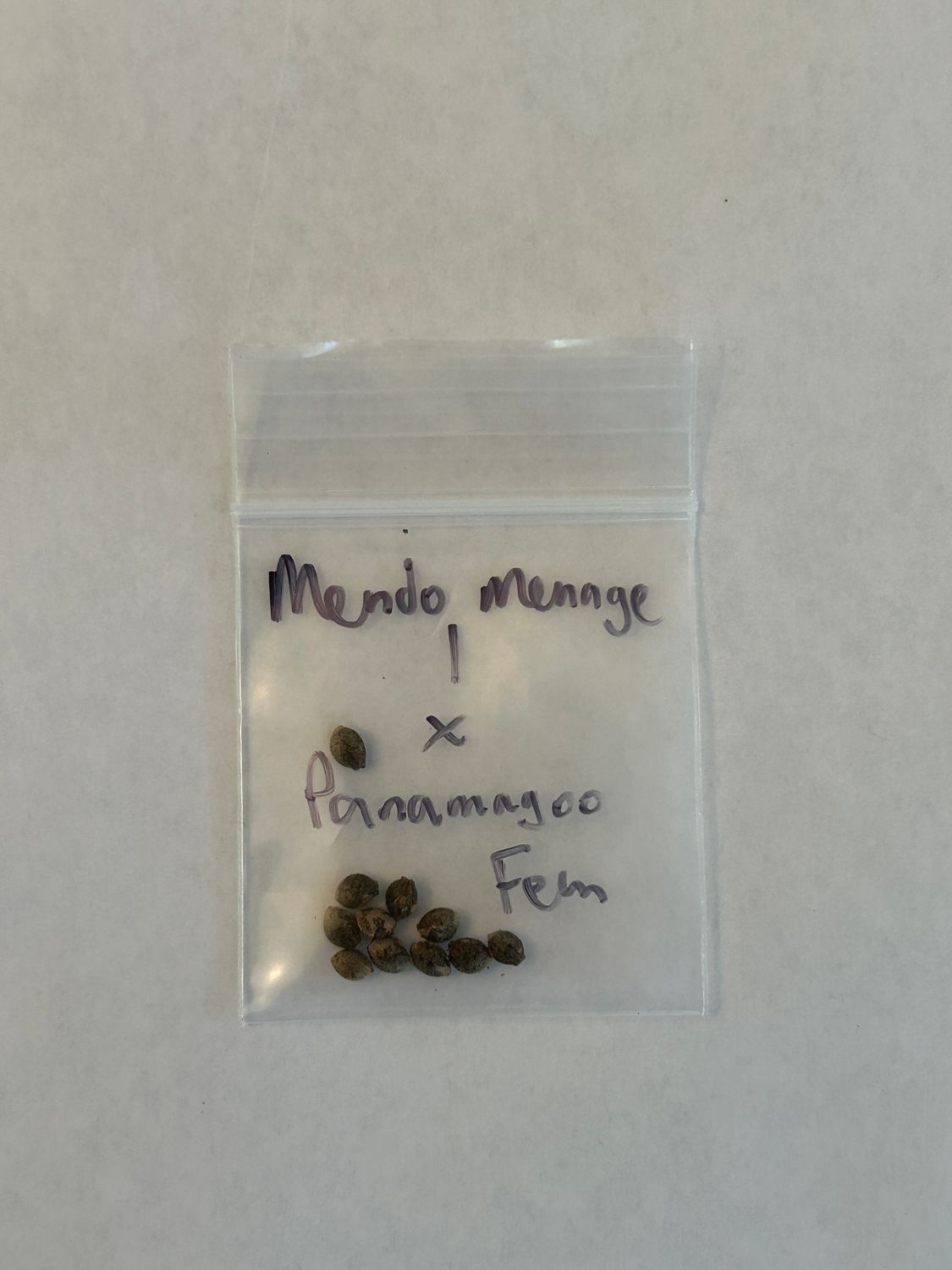 Mendo Menage a Trois 1 x Panamagoo Fem - 1 of 1 Pack - Mass Medical Strains - MMS Vault