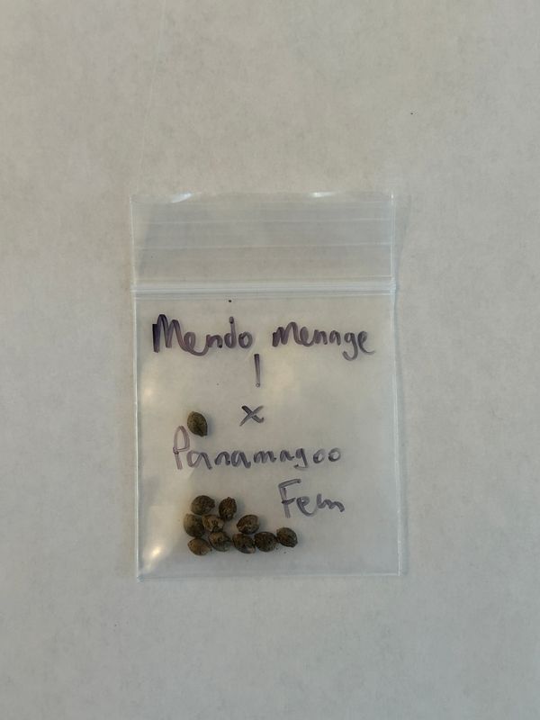 Mendo Menage a Trois 1 x Panamagoo Fem - 1 of 1 Pack - Mass Medical Strains - MMS Vault