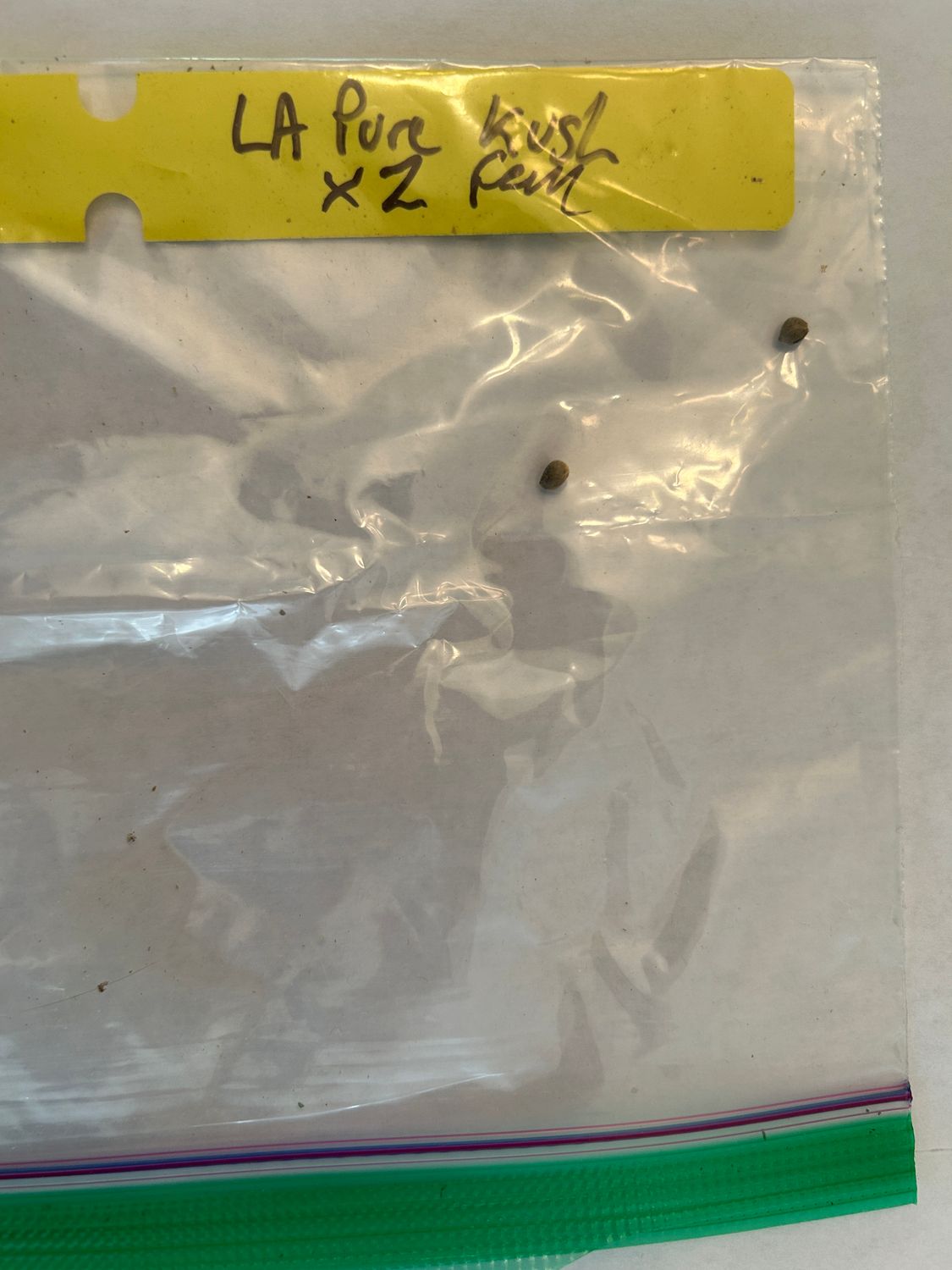 LA Pure Kush x Zkittlez 2 Fem Seeds - 1 of 1 Pack - Mass Medical Strains - MMS Vault