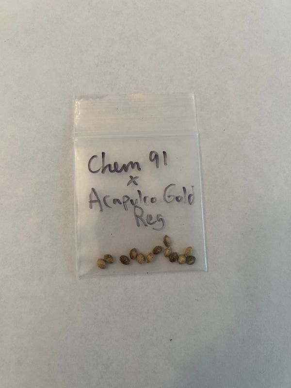Chem 91 x Acapulco Gold - 13 Regular Seeds - Mass Medical Strains - MMS Vault