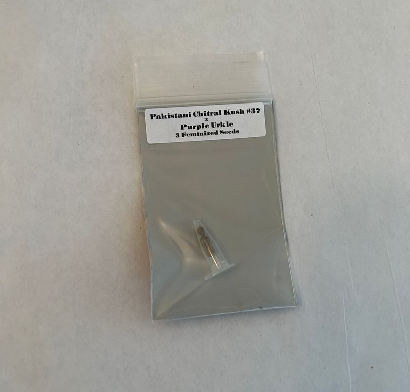 Nepal x Durban (Purple) Seeds - MMS Vault