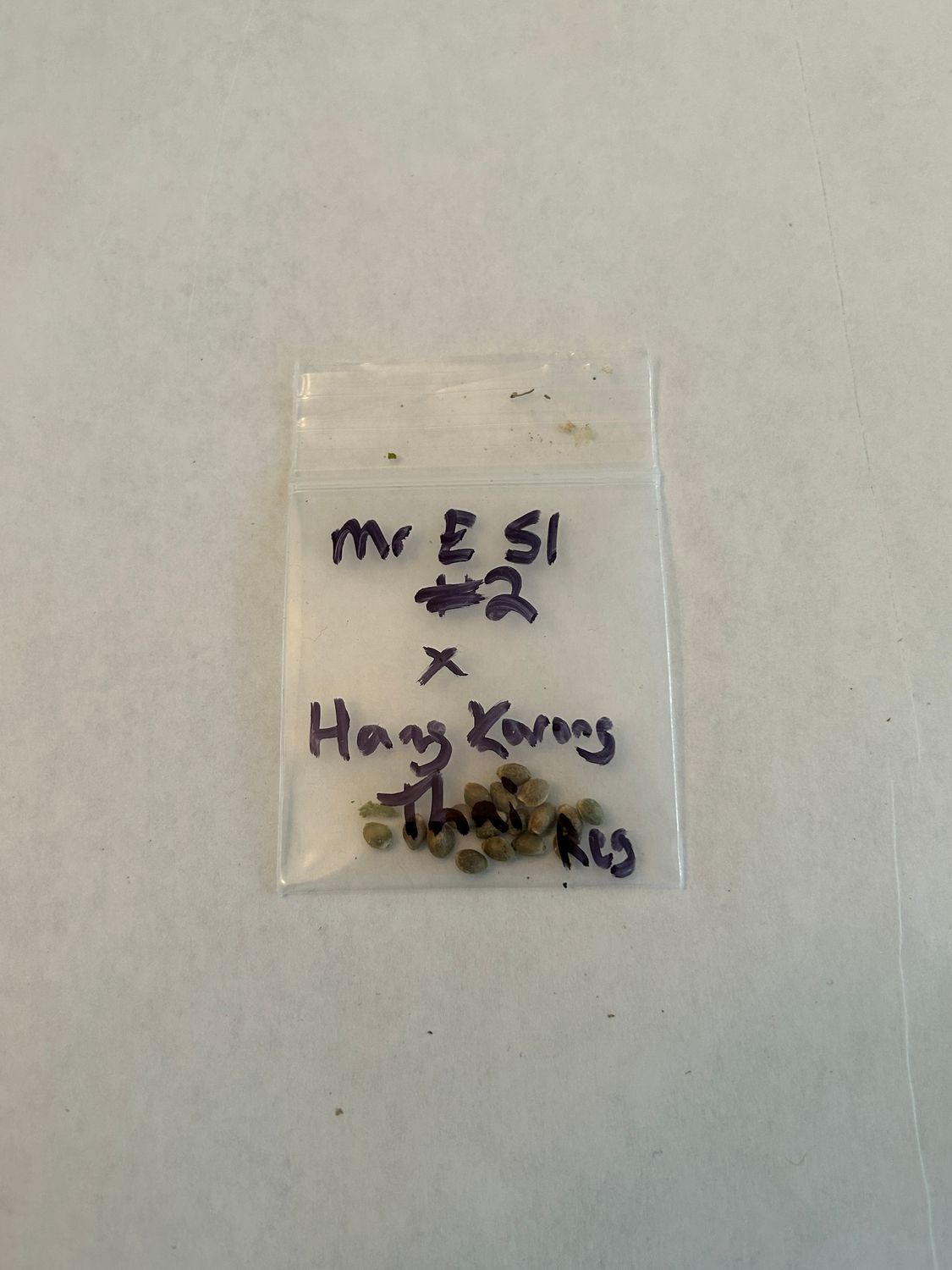 Mr E S1 x Hang Karong Thai - 13+ Regular Seeds - MMS Vault