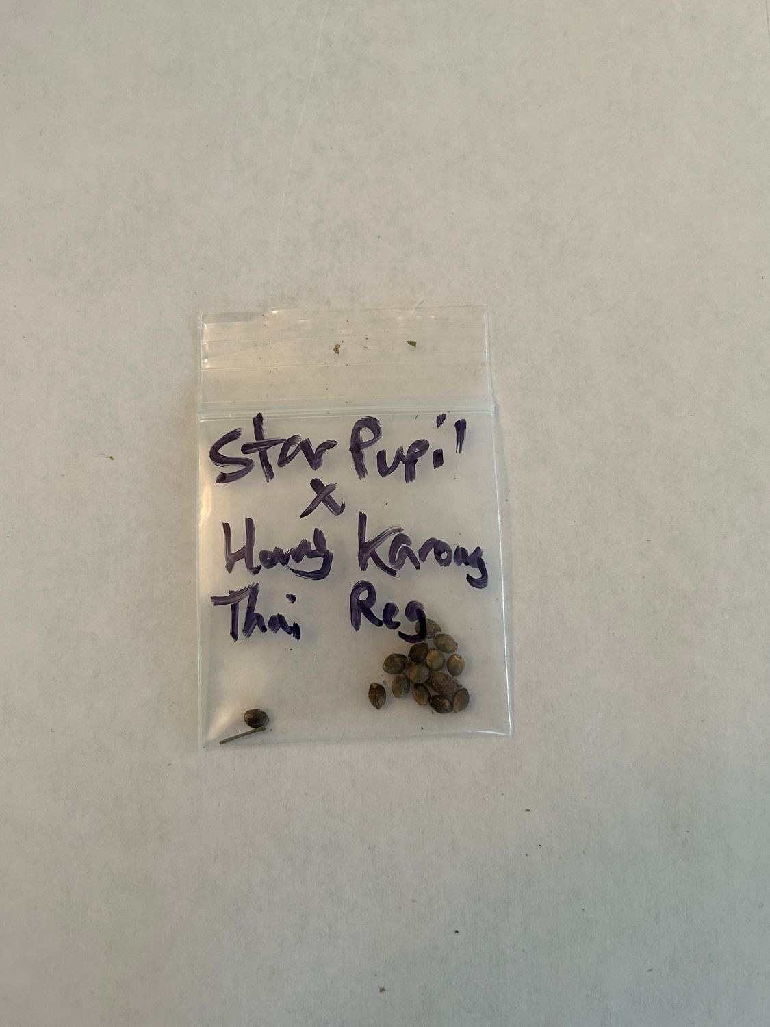 Star Pupil x Hang Karong Thai - 13+ Regular Seeds - MMS Vault