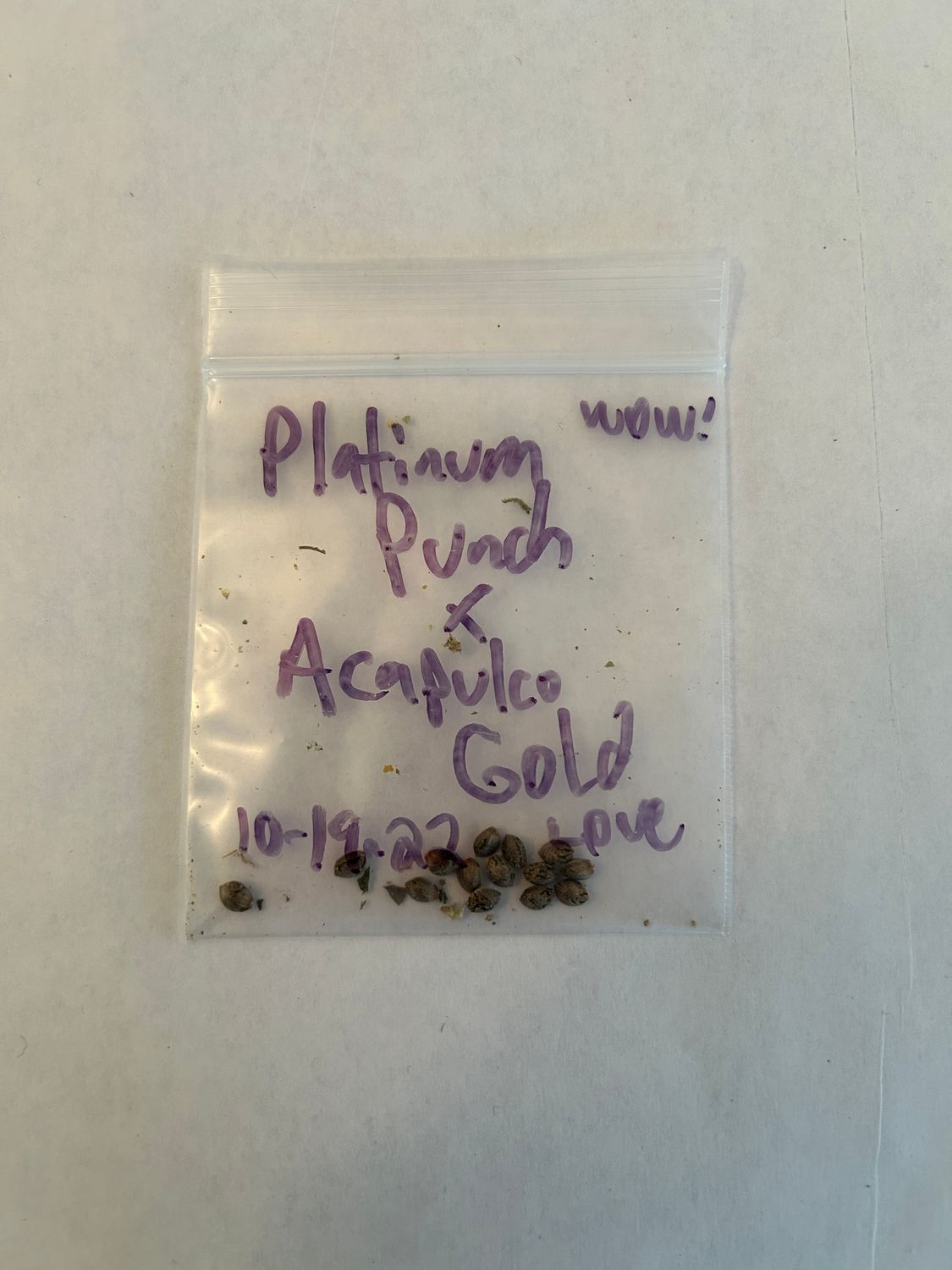 Platinum Punch x Acapulco Gold *1 of 1* - 13 Regular Seeds - Mass Medical Strains - MMS Vault