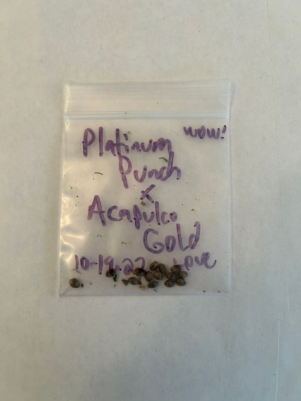 Platinum Punch x Acapulco Gold *1 of 1* - 13 Regular Seeds - Mass Medical Strains - MMS Vault
