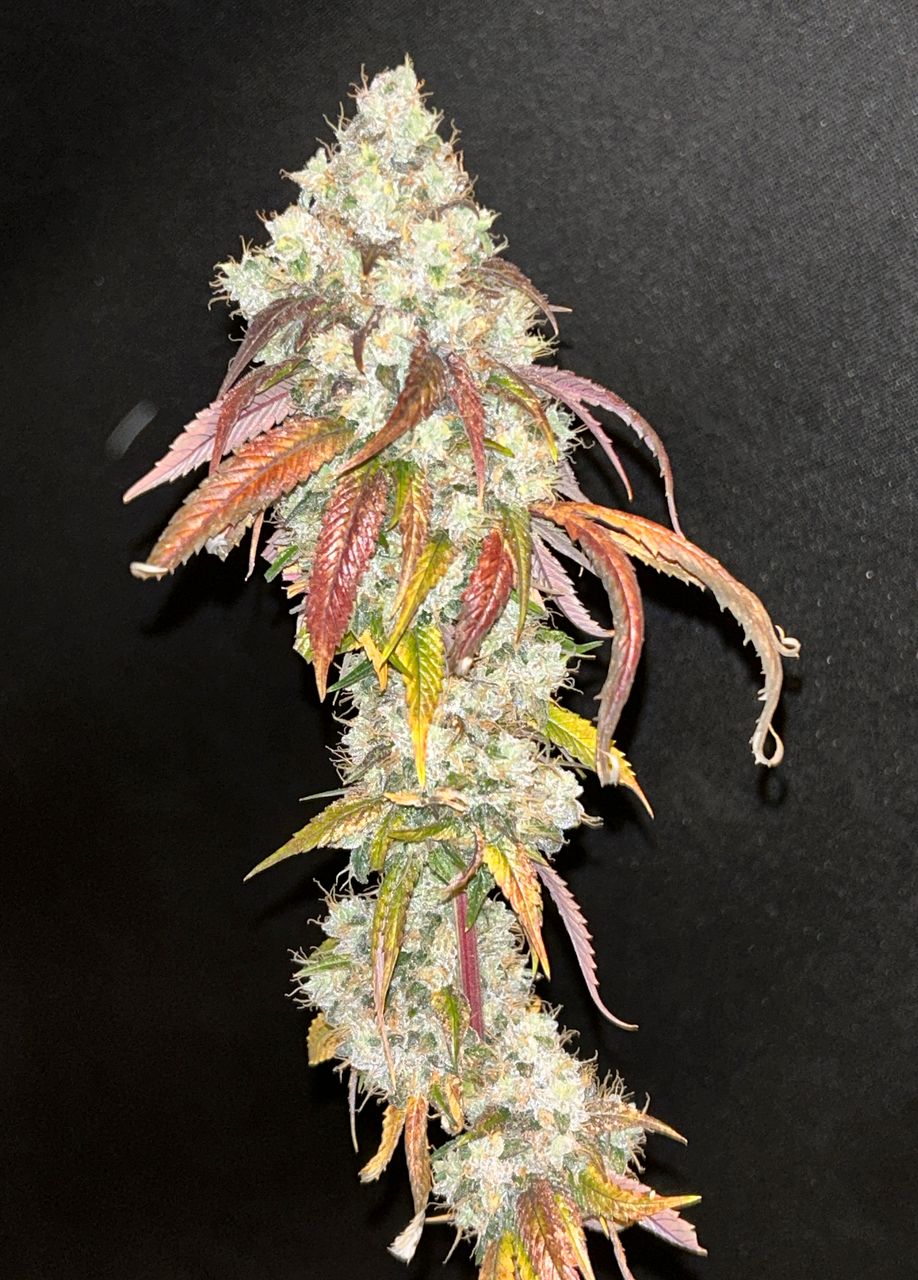 Sour Chem 7 Fem Seeds - Mass Medical Strains - MMS Vault