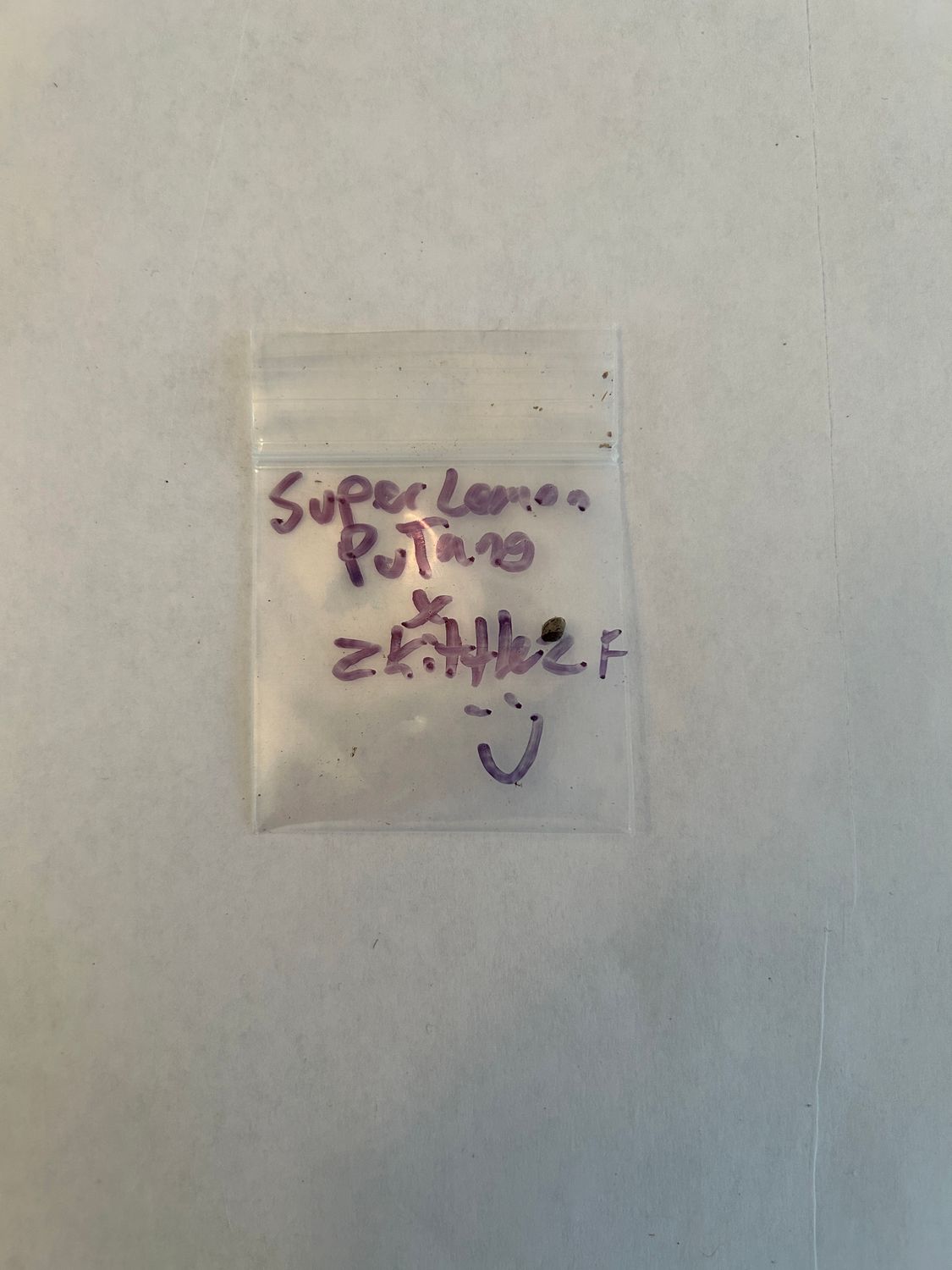 Super Lemon PuTang (cup winner) x Zkittlez 1 Fem Seed - 1 of 1 Pack - Mass Medical Strains - MMS Vault