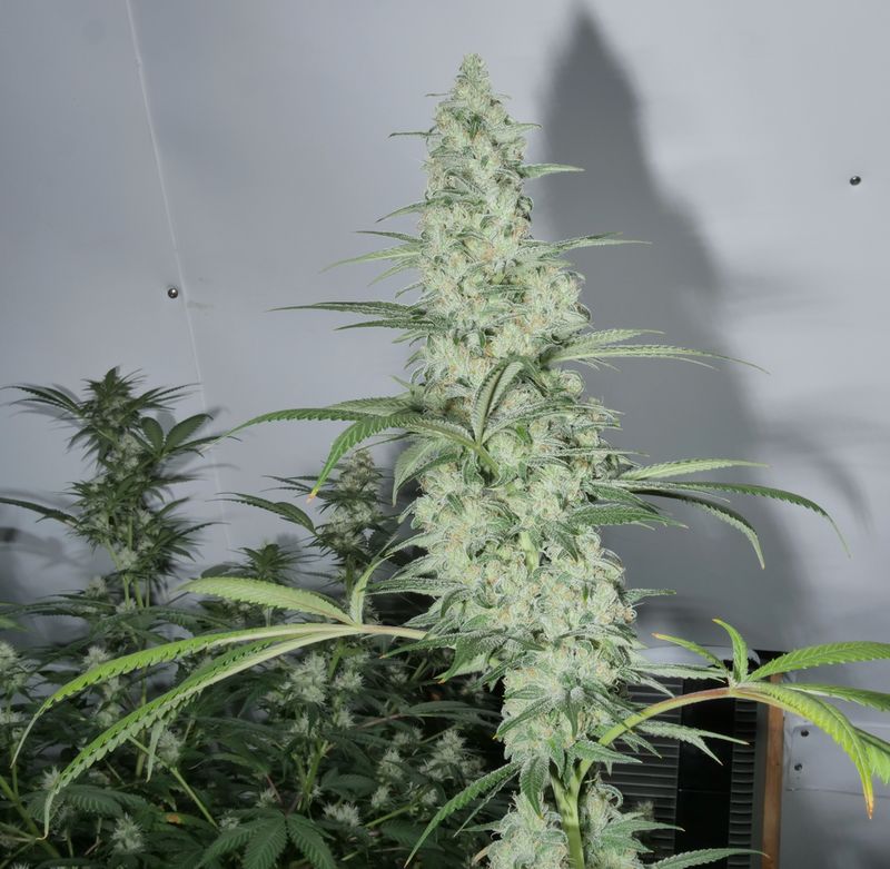Crystal Castles - 13 Regular Seeds - Mass Medical - MMS Vault