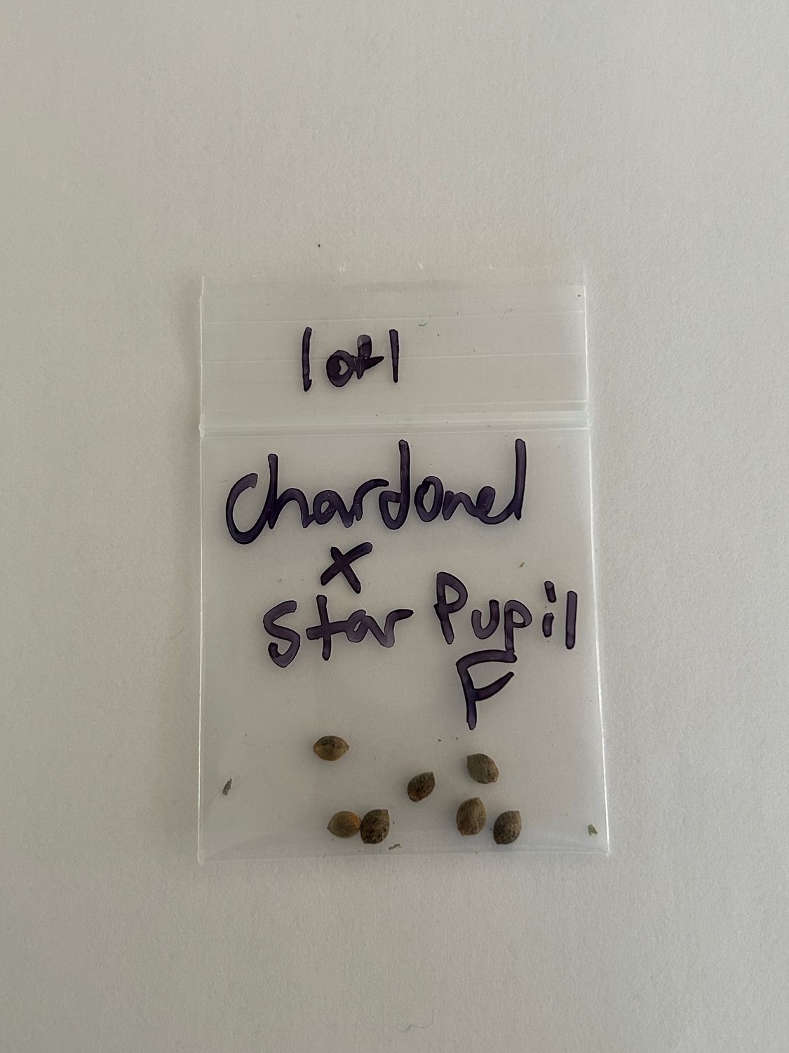 Chardonel x Star Pupil 7 Fem Seeds - 1 of 1 - MMS Vault