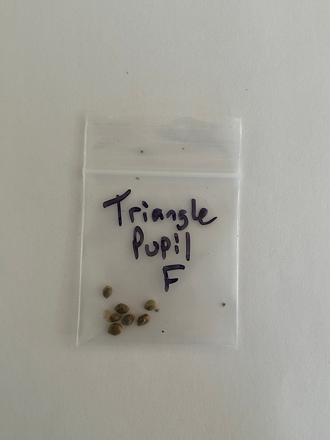 Triangle Pupil - 7 Fem Seeds - MMS Vault