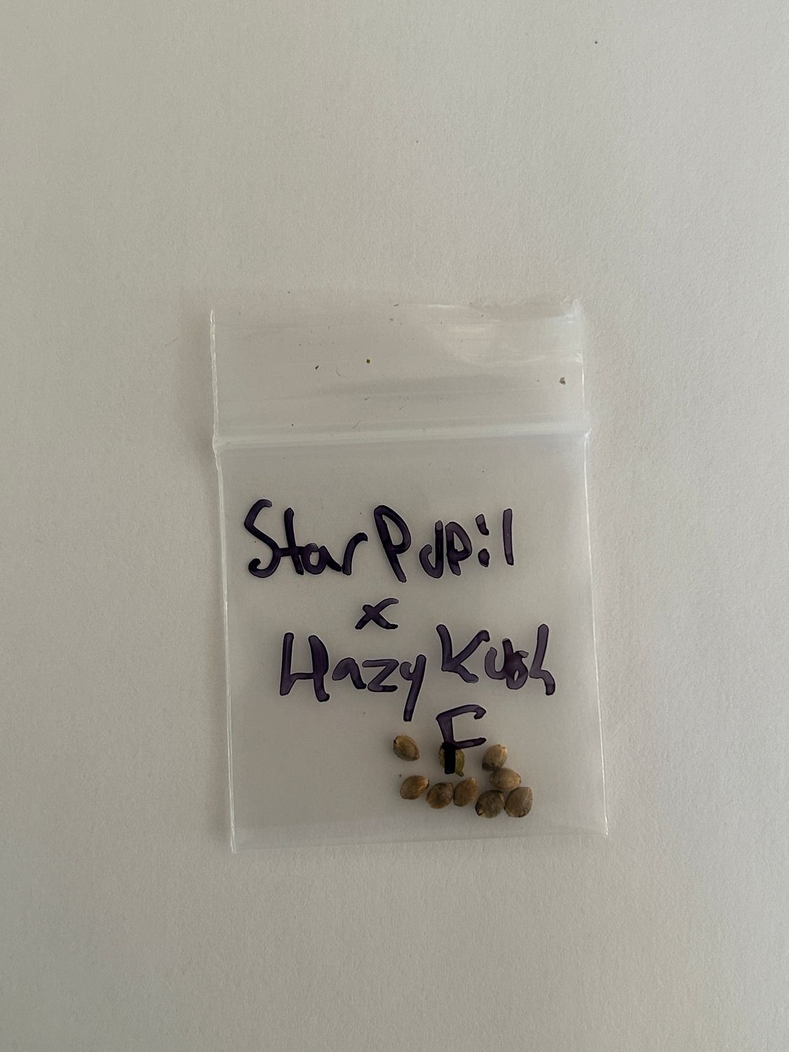 Star Pupil x Hazy Kush - 7 Fem Seeds - MMS Vault