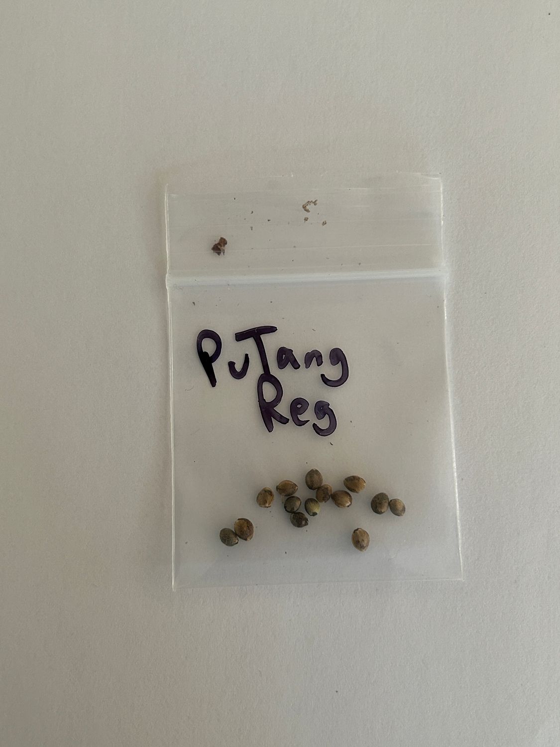 PuTang Regular - 13 Seeds - MMS Vault