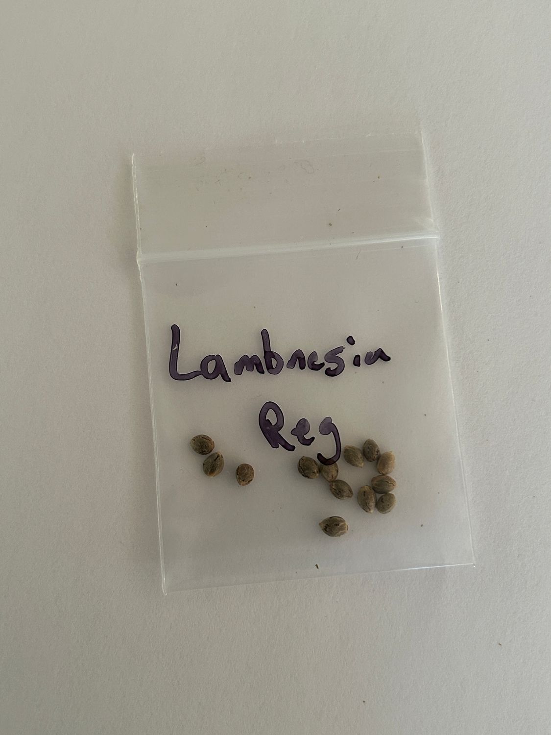 Lambnesia Regular - 13 Seeds - MMS Vault