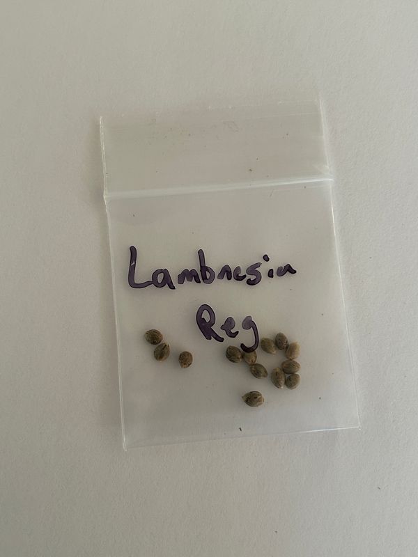 Lambnesia Regular - 13 Seeds - MMS Vault