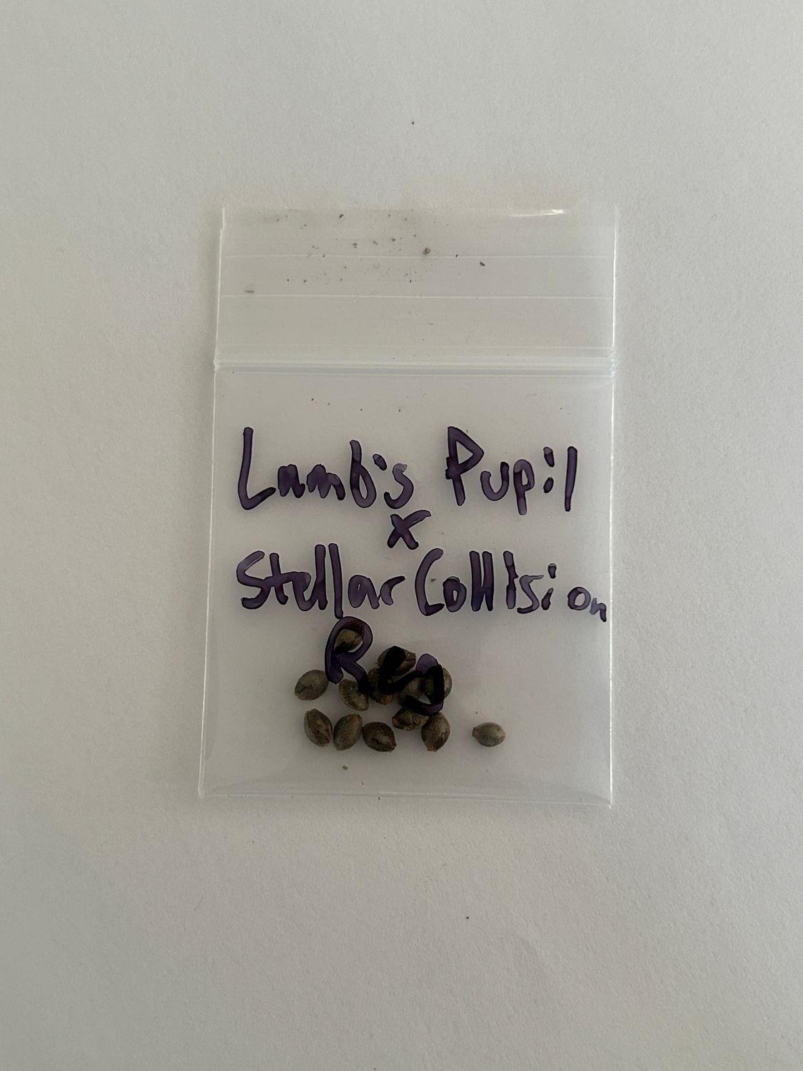 Lamb&#39;s Pupil x Stellar Collision - 13 Reg Seeds - MMS Vault