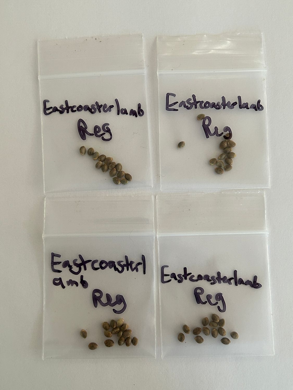 Eastcoasterlamb Regular - 13 Seeds - MMS Vault