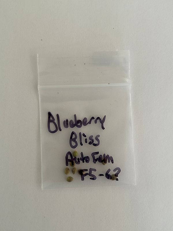 Blueberry Bliss Auto - 7 Fem Seeds - MMS Vault