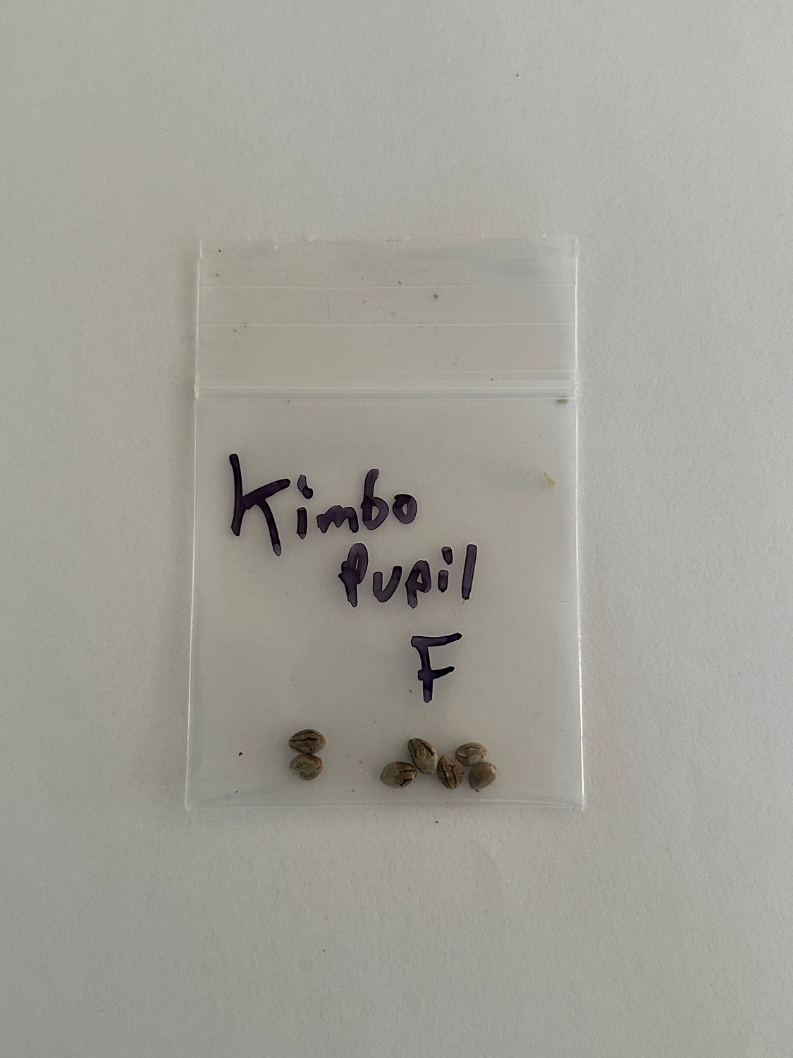 Kimbo Pupil - 7 Fem Seeds - MMS Vault